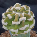 Echinopsis subdenudata var.FUZZY NAVEL INJERTADO