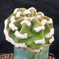 Echinopsis subdenudata var. FUZZY NAVEL GRAFTED