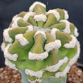 Echinopsis subdenudata var.FUZZY NAVEL INJERTADO