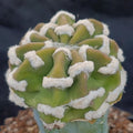 Echinopsis subdenudata var.FUZZY NAVEL INJERTADO