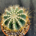 Eriocephala magnifica