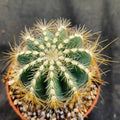 Eriocephala magnifica