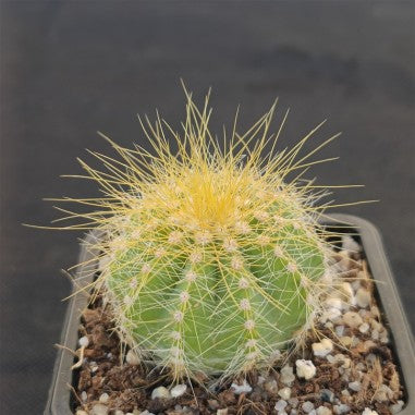 Eriocephala magnifica