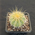 Eriocephala magnifica