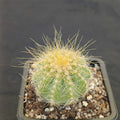 Eriocephala magnifica