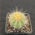 Eriocephala magnifica