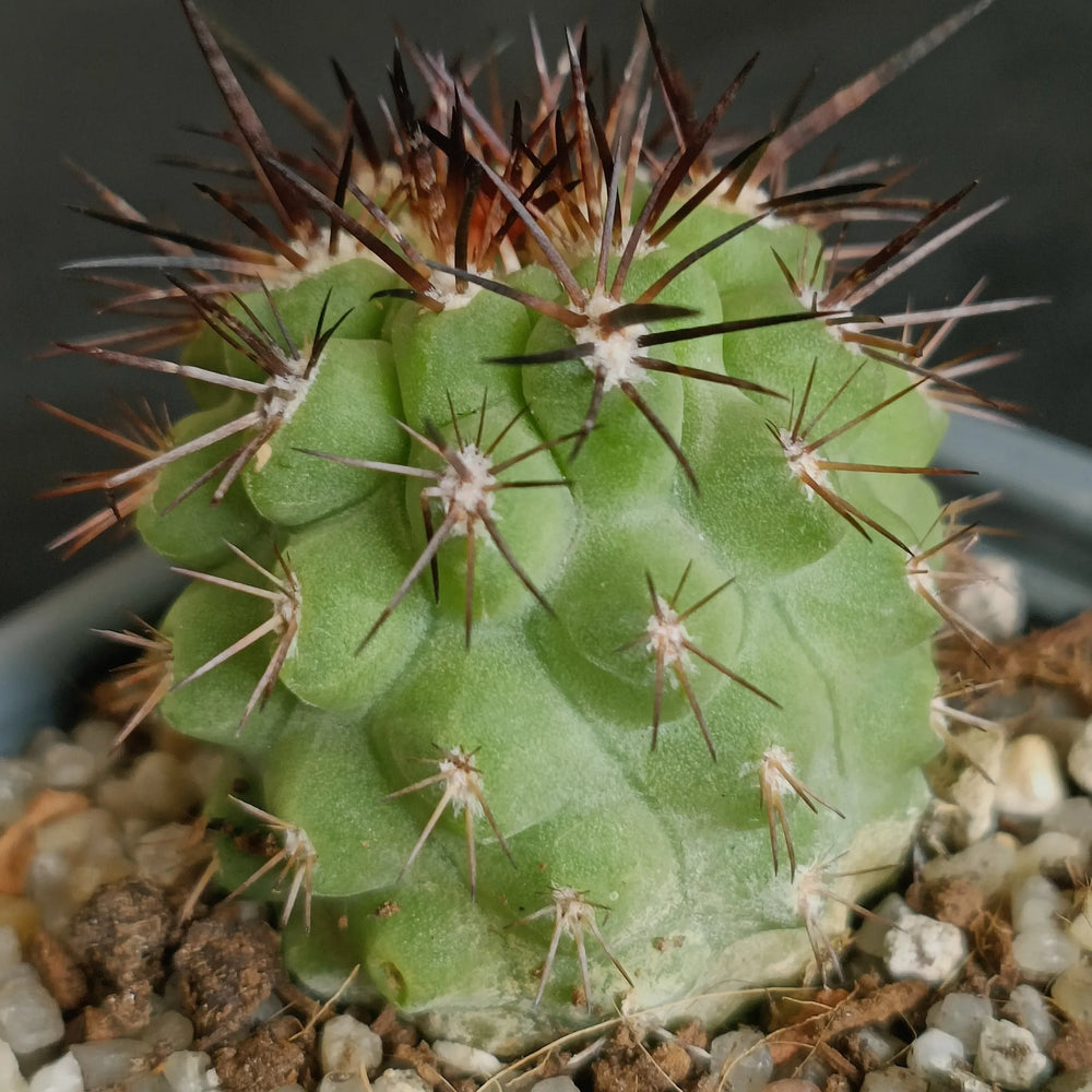 Eriosyce islayensis