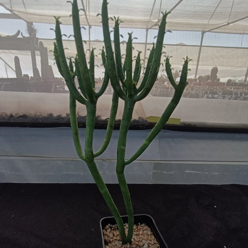 Euphorbia alluaudii
