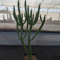 Euphorbia alluaudii