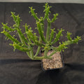 Euphorbia alluaudii