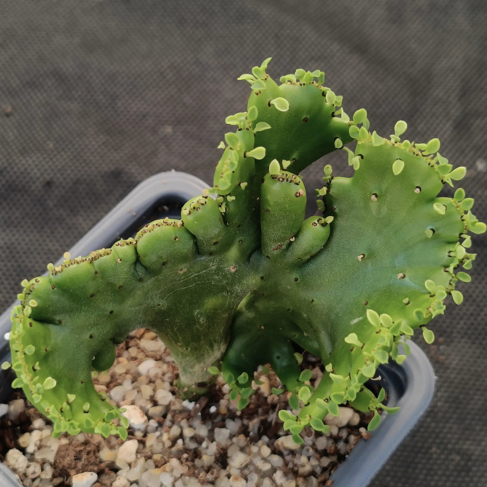 Euphorbia alluaudii  f.CRESTADA