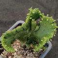 Euphorbia alluaudii  f.CRESTADA
