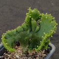 Euphorbia alluaudii  f.CRESTADA