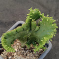 Euphorbia alluaudii  f.CRESTADA