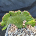 Euphorbia alluaudii  f.CRESTADA