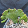 Euphorbia alluaudii  f.CRESTADA
