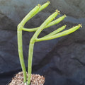 Euphorbia alluaudii