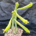Euphorbia alluaudii