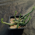 Euphorbia gorgonis
