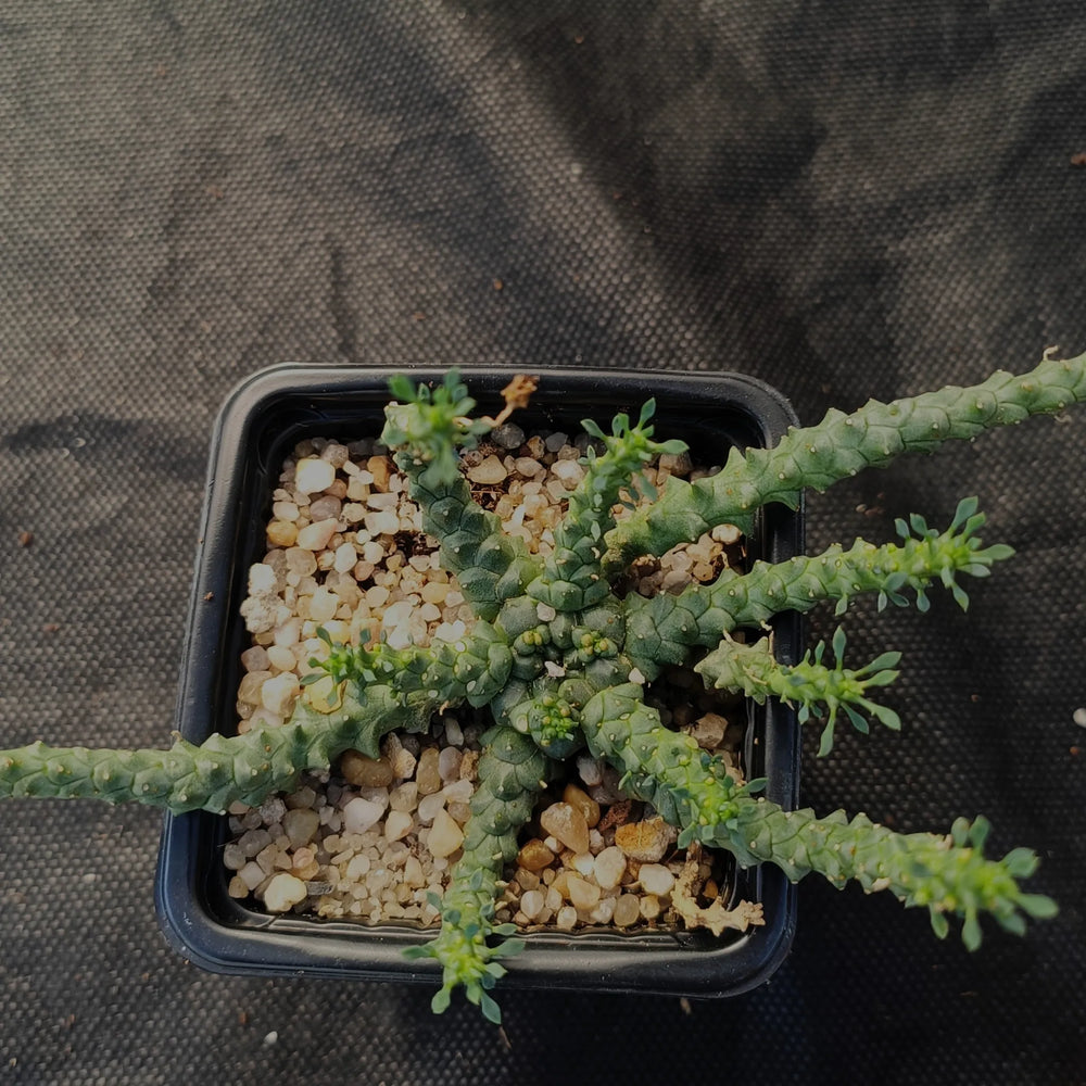 Euphorbia gorgonis