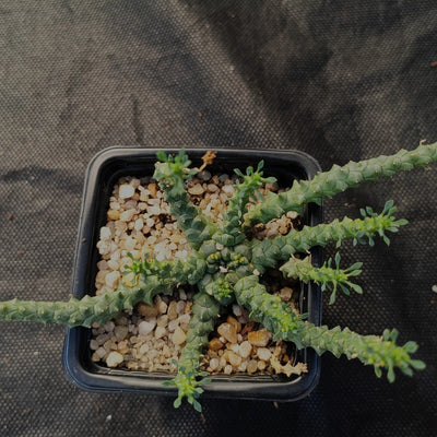 Euphorbia gorgonis