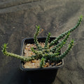 Euphorbia gorgonis