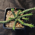 Euphorbia gorgonis