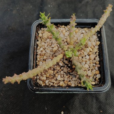 Euphorbia gorgonis