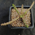 Euphorbia gorgonis