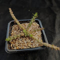 Euphorbia gorgonis