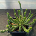 Euphorbia inermis