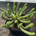 Euphorbia inermis