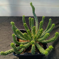 Euphorbia inermis