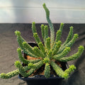 Euphorbia inermis