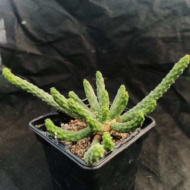 Euphorbia inermis