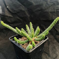 Euphorbia inermis
