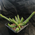 Euphorbia inermis