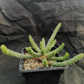 Euphorbia inermis