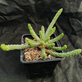 Euphorbia inermis