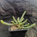 Euphorbia inermis