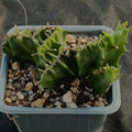 Euphorbia lactea variegata crestata