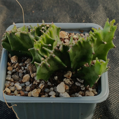 Euphorbia lactea variegata crestata