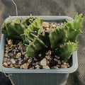 Euphorbia lactea variegata crestata