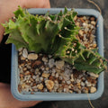 Euphorbia lactea variegata crestata