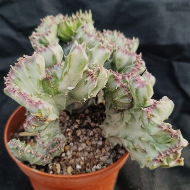 Euphorbia lactea variegata cristata cv 'White Ghost'