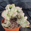 Euphorbia lactea variegata crestata cv white ghost
