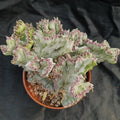 Euphorbia lactea variegata crestata cv white ghost