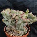Euphorbia lactea variegata crestata cv white ghost