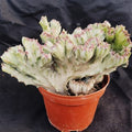 Euphorbia lactea variegata crestata cv white ghost