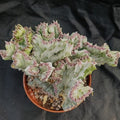 Euphorbia lactea variegata crestata cv white ghost